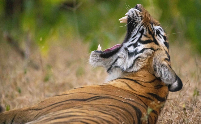628 tigers died in India in past five years: Govt data