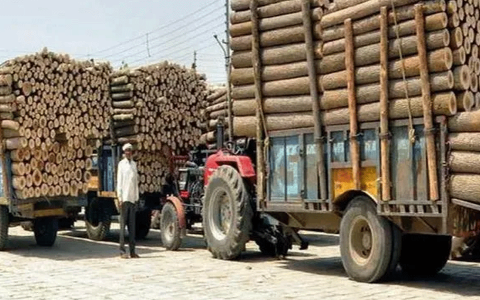 4 killed in violence over timber smuggling at Assam-Meghalaya border