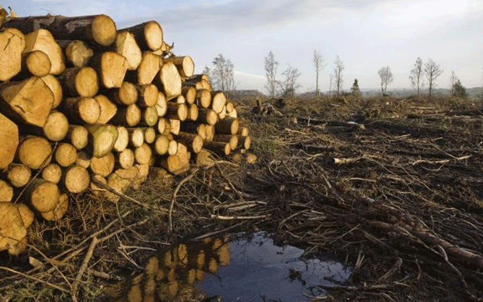 Delhi lost over 78,000 trees in last 10 years