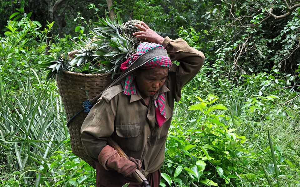 Tripura to develop tourism around sick tea gardens, export pineapples