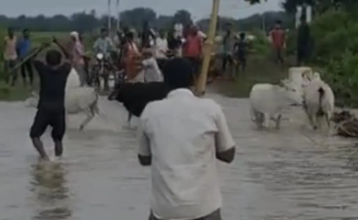 MP: Villagers booked for pushing cattle into swollen river in Satna; video goes viral