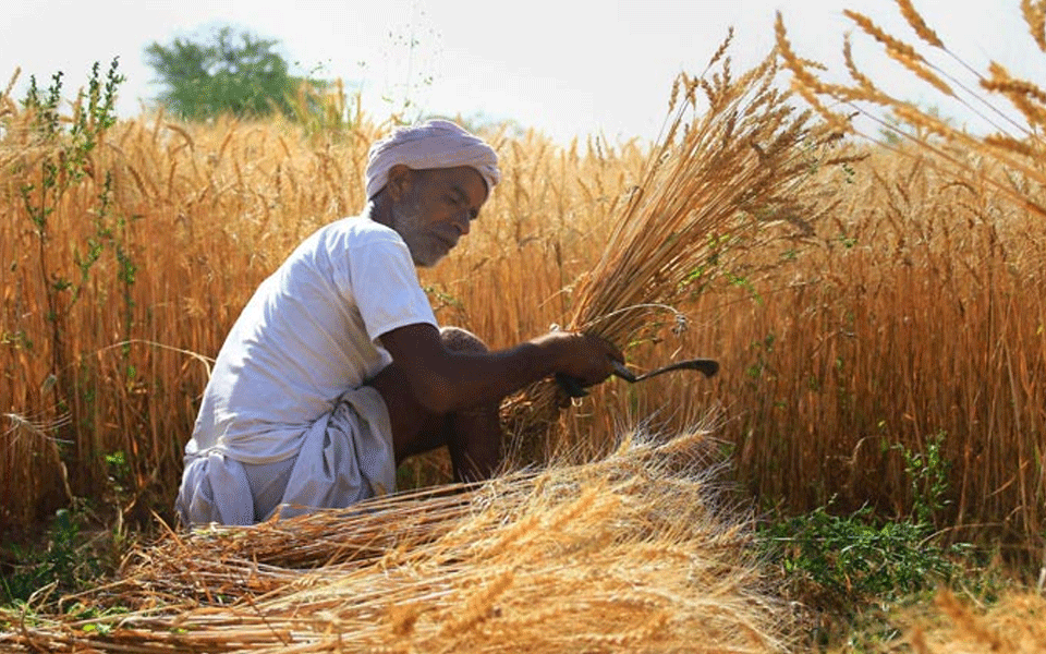 Govt hikes wheat MSP by Rs 110 to Rs 2,125/quintal; 2-9 % rise in MSP of six rabi crops