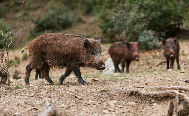 Kerala govt extends wild boar culling order by one year