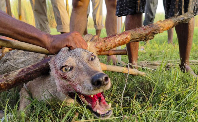 Two girls injured in separate wolf attacks in UP's Bahraich