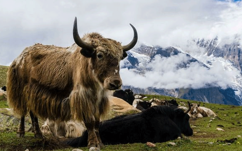 300 yaks starve to death after heavy snowfall in North Sikkim