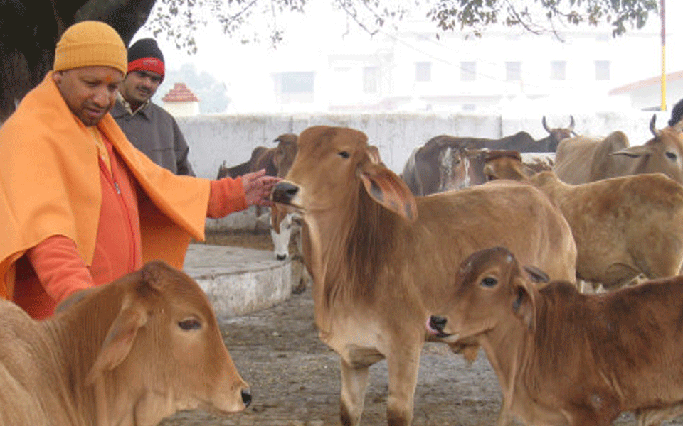 "Humans Important, So Are Cows": Yogi Adityanath's Take On Mob Attacks