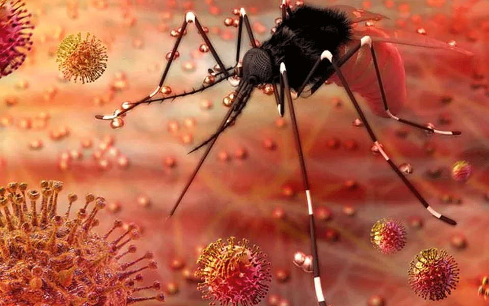 Zika cases rise to 106 in Rajasthan