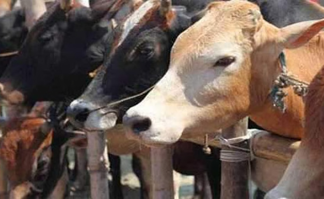 Man arrested for theft of four cattle in Bantwal taluk