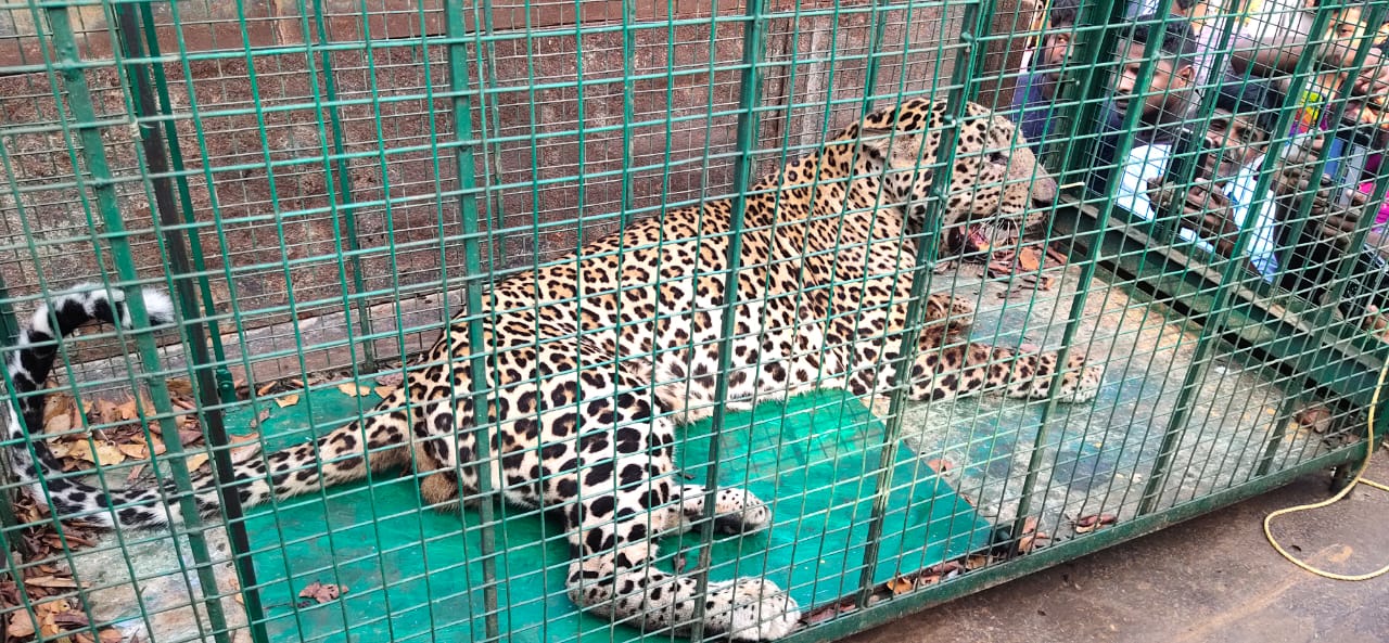 Udupi: Leopard enters home while chasing pet dog, trapped inside