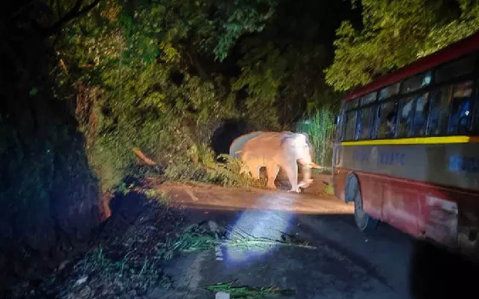 Wild Elephant halts traffic for over 30 mins on Charmadi Ghat, causes panic among passengers