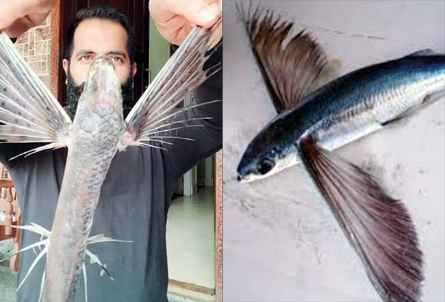 Mangaluru fisherman nets two rare species fishes known as 