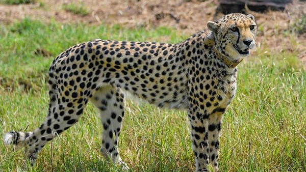 Leopard roaming in front yard of Bantwal home triggers panic, video viral