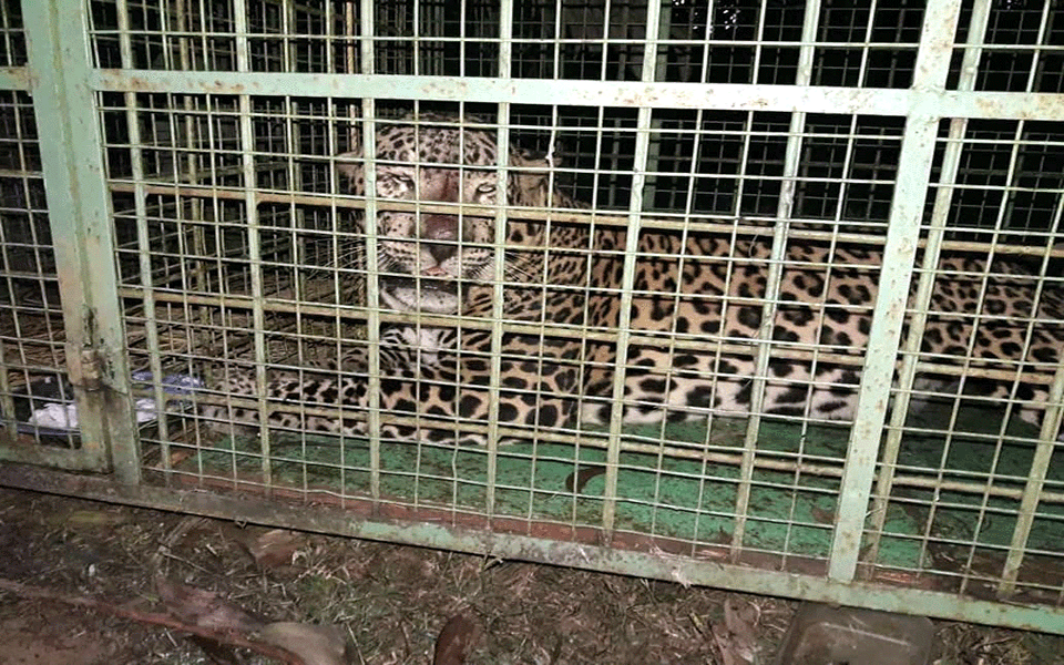 Kundapur: Second leopard falls into trap within a week