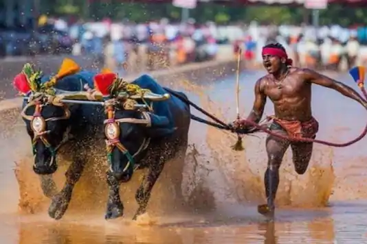 100m in 8.96 seconds: 23-year-old Srinivas Gowda sets new record in Kambala racing