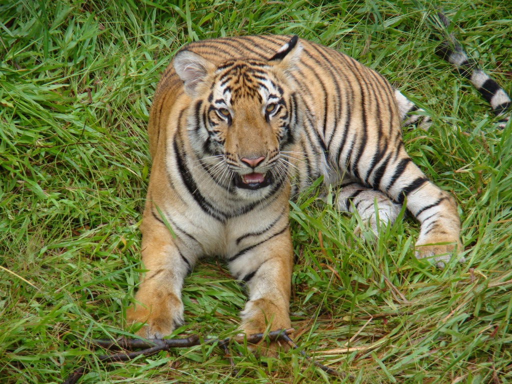 Mangaluru: Nine-year-old tiger dies at Pilikula park