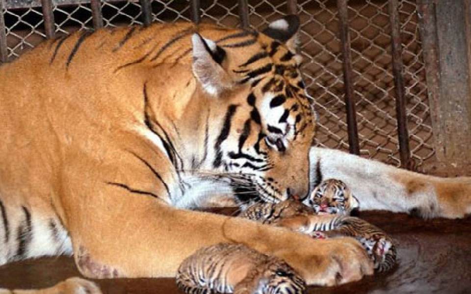 Tigress at Mangaluru Zoo gives birth to two cubs