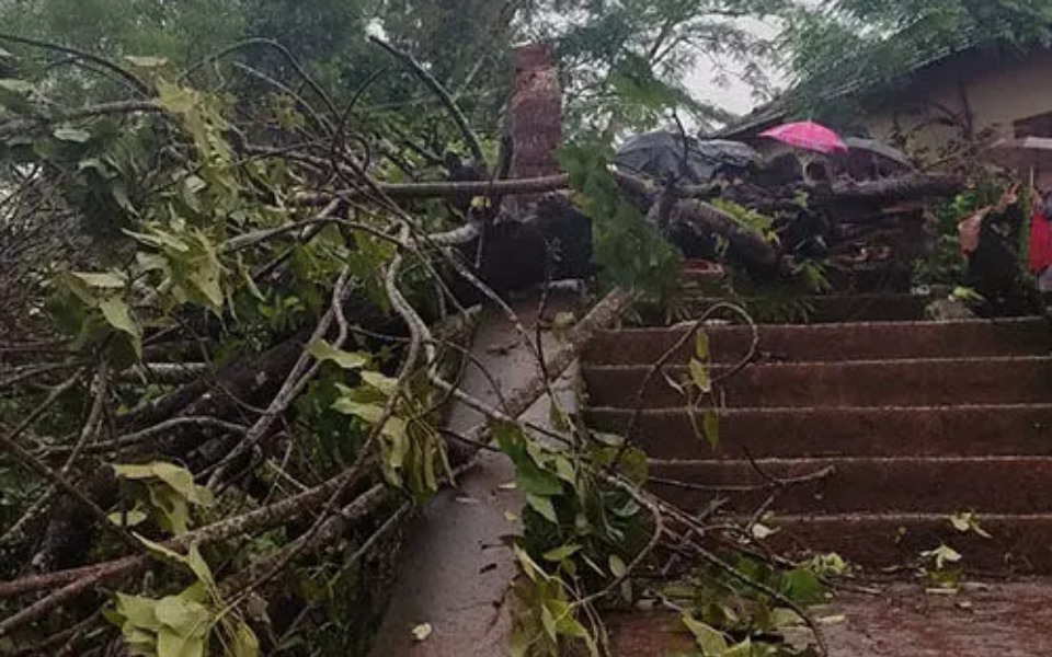 11-year-old girl dies as tree falls on her due to heavy wind in Kasargod