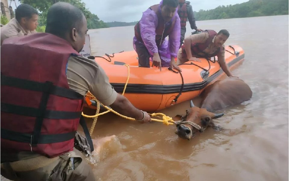 Uppinangady: Cow rescued from Nethravathi River by Disaster Response Team