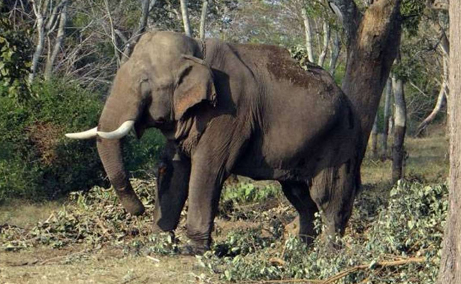 Wild tusker creates stir at Kukke Subrahmanya Temple in Karnataka