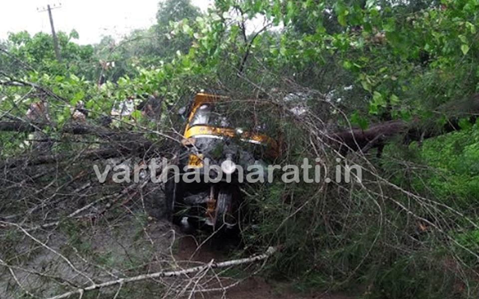 Tree falls on moving auto at Bantwala