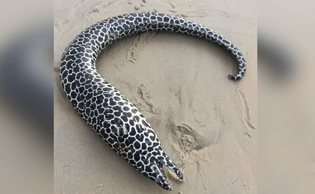 Rare, attractive 'Spotted Moray Eels' fish found dead on Suratkal beach