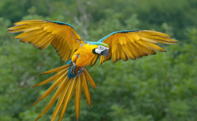 Nueva atracción de aves exóticas en el parque Pilikula