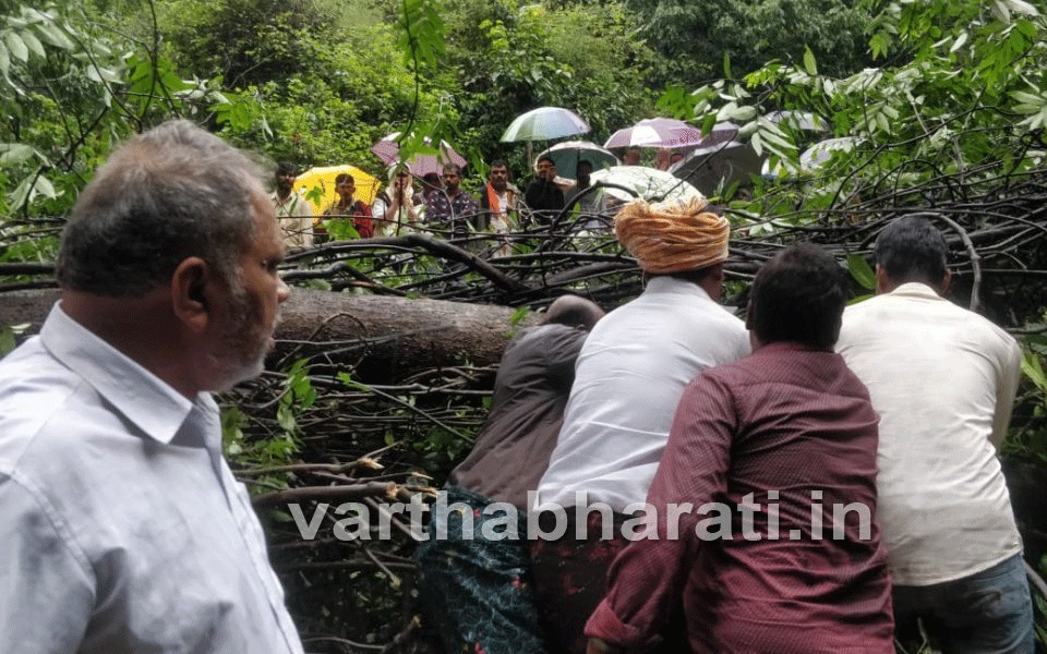 Belthangady: Traffic movement on Charmadi Ghat takes a hit after huge tree falls on road