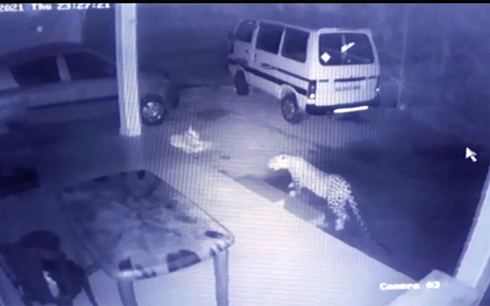 Moodabidri: Dog saves itself after falling prey into Leopard’s Mouth!