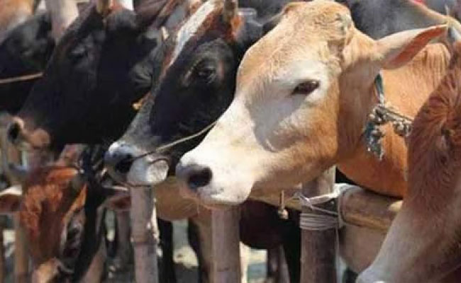 VHP warns of statewide stir in Karnataka against move to ease cattle transport law