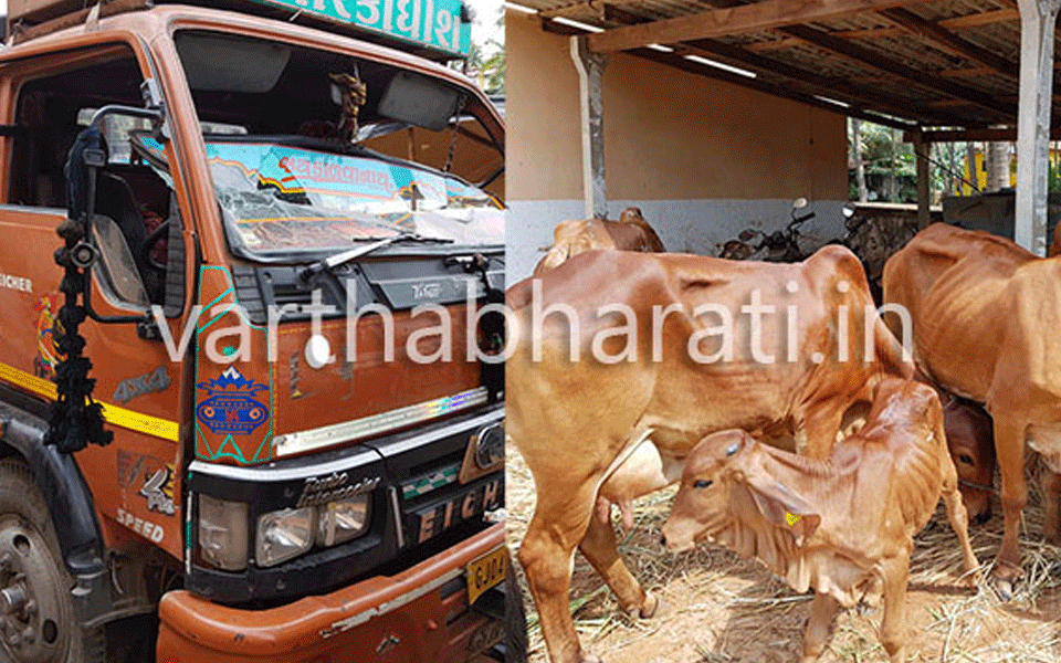 11 Cow vigilantes arrested for attacking cattle transporting Lorries