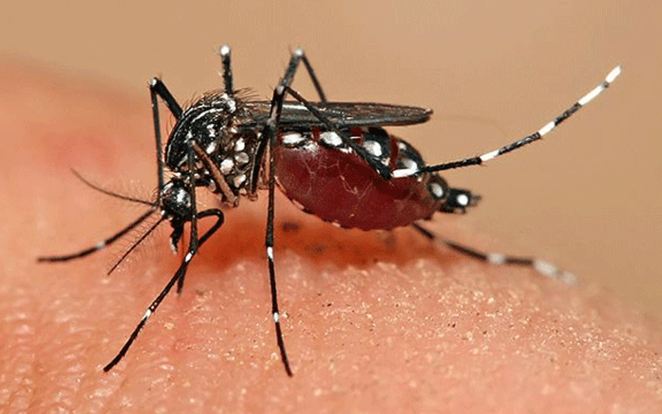 Mangaluru: Suspected Dengue fever kills two including woman