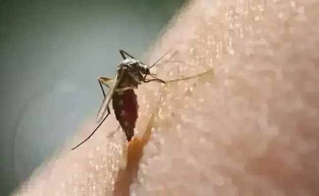 Karnataka reports zero dengue deaths in 2025, despite over 6,700 cases