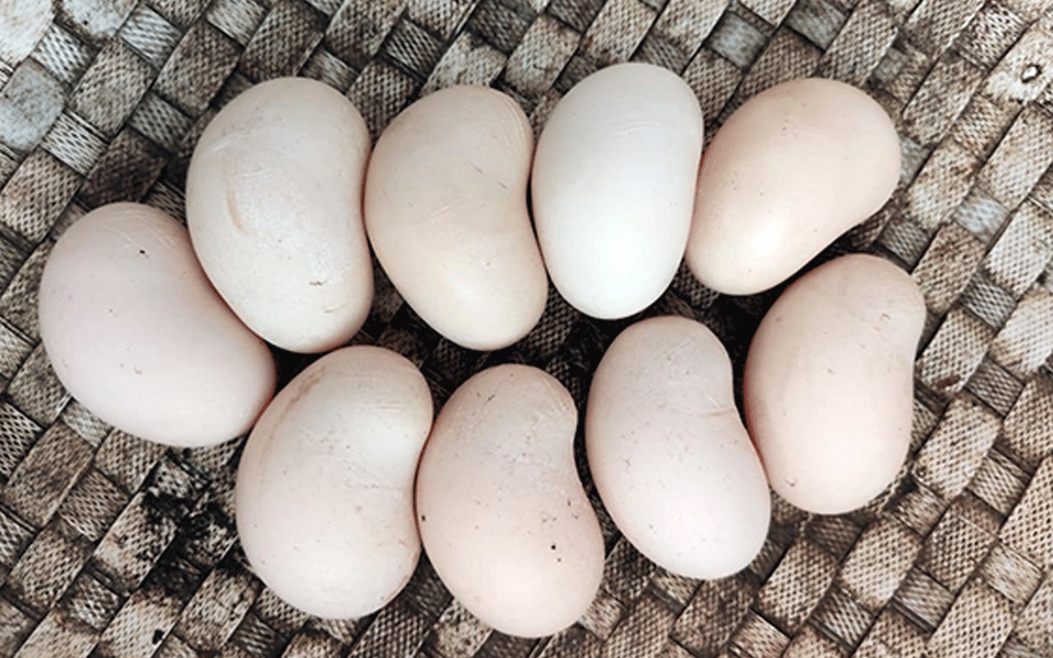 Mangaluru: Chicken laying eggs that look like cashews amuse people in Belthangady
