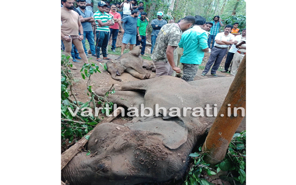 Three wild elephants die in Madikeri