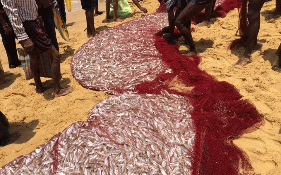 Its silver fish harvest at Hejamadi