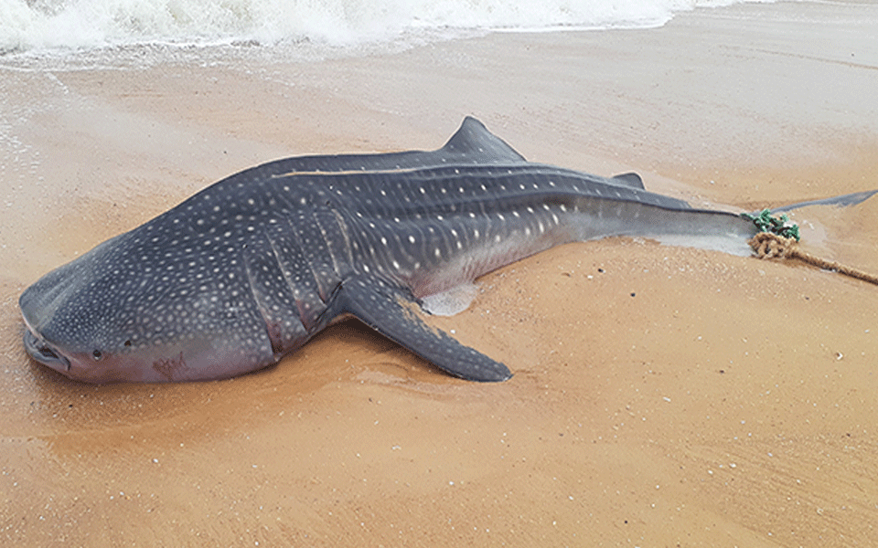 Dead shark washed up on shore at Mukka beach in Surathkal