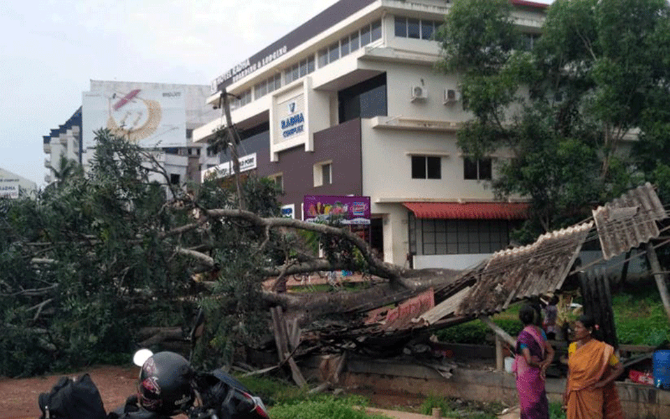 Uchila : Huge tree falls damaging fish market