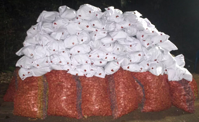 106 kg ganja seized in Puttur; two arrested