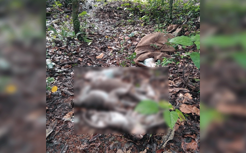 Hebri: Monkeys killed en masse; Sacks containing carcasses recovered