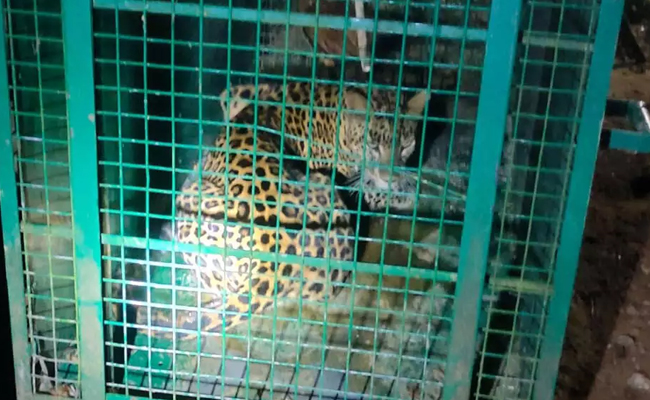 Another leopard captured in Belthangadi, second in one month