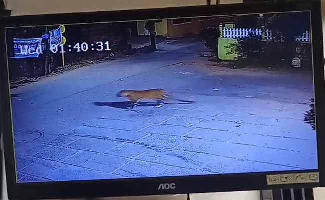 Leopard spotted near Kadri Manjunath Temple in Mangaluru