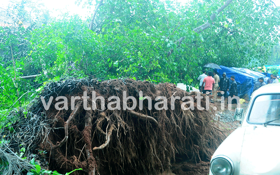 Melkar : One dead, another injured as a peepal tree uprooted