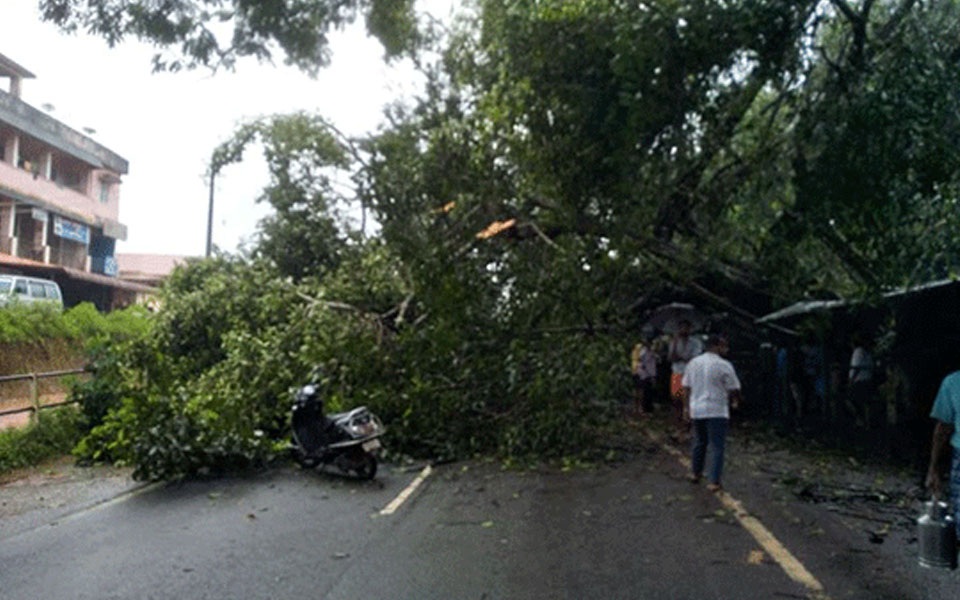 Mittur: Vehicular movement hits on Mani-Mysuru NH as tree falls on road