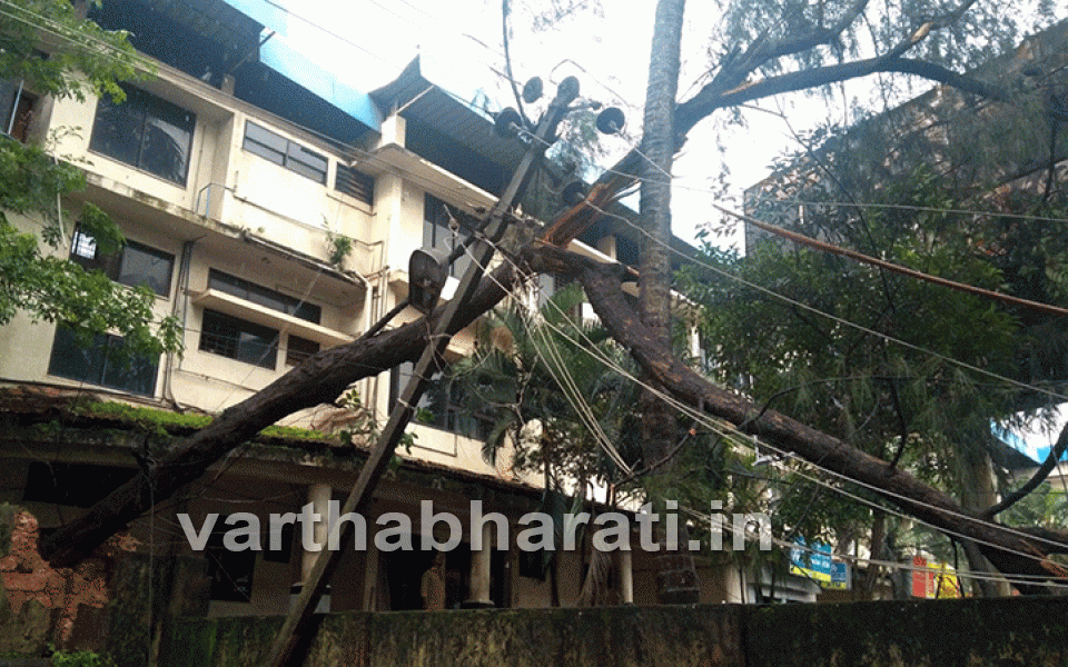 Bijai: Tree falls, electricity pole posing threat to public