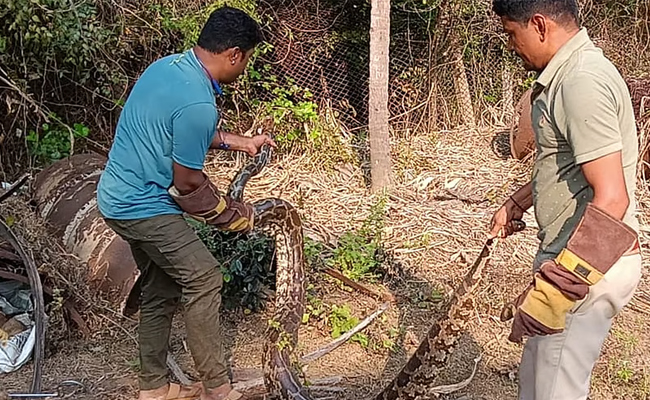 Six pythons rescued from house in Karwar