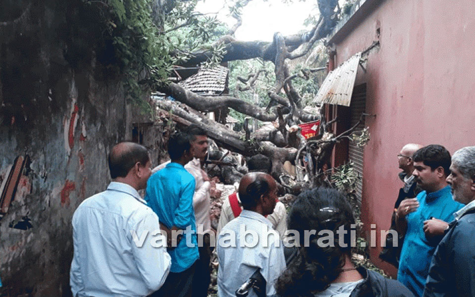 Hampankatta : Two houses damaged when a tree falls on them