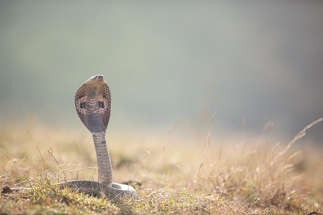 Woman in Shishila bitten by cobra while working in plantation dies