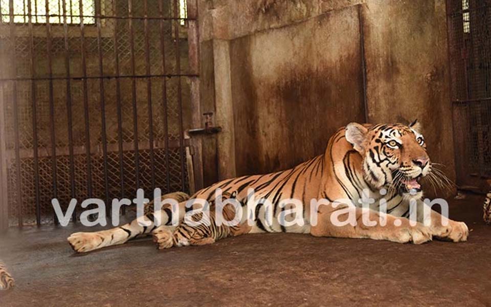 Mangaluru: 'Rani' Tigress gives birth to five cubs at Pilikula Nisargadhama Park