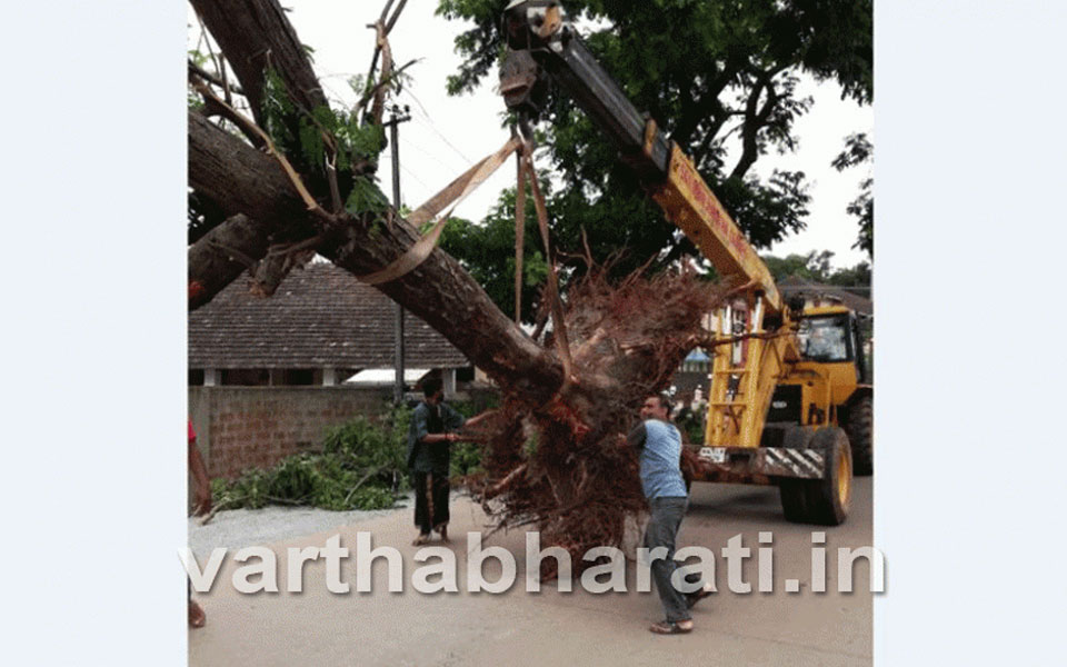 Mangaluru: Tree translocated to facilitate smooth traffic flow