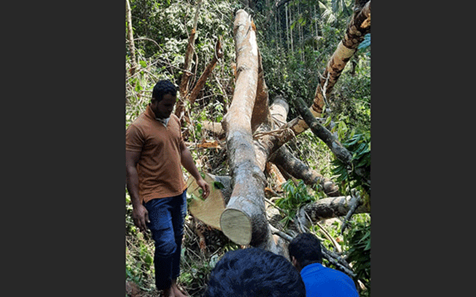 Three killed after tree falls in Belthangady